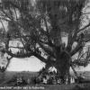 1895 Samarkand German Migrants at Big Tree, Avliye-Ata
