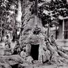 1900 Ургут Чинара
