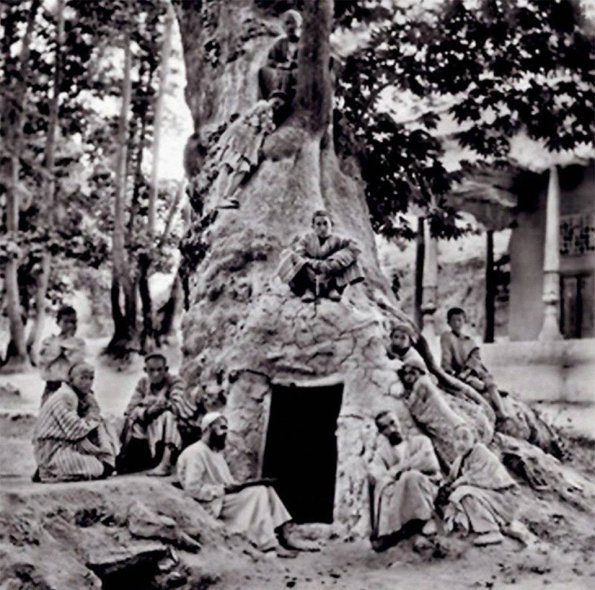 1900 Ургут Чинара