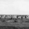 1900 Buzkashy 12