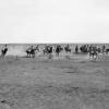 1900 Buzkashy 13