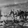 1900 Donkey Arabas