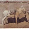 1900 Tashkent White Donkey Exposition