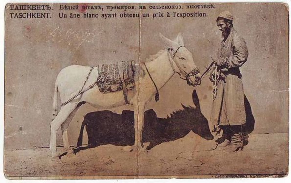 1900 Tashkent White Donkey Exposition