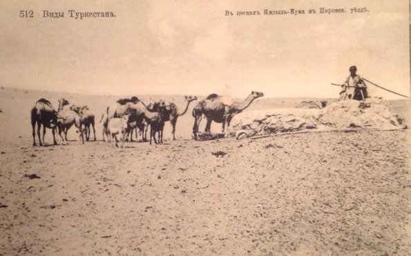 1910 Предпл Кызылкум Верблюды на Водопое у Колодца