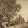 1910 Предпл Ташкент Улица с Тополями