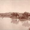 1914 Верблюды у водопоя. Фото Веры Никитиной с сайта «Пермская трибуна» (2) - Copy