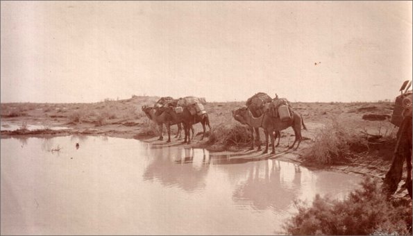 1914 Верблюды у водопоя. Фото Веры Никитиной с сайта «Пермская трибуна»