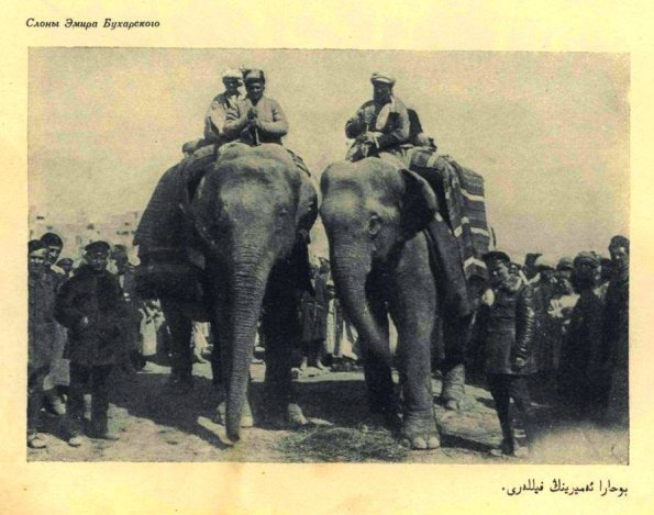 1920 Предпл Слоны Эмира Бухарского