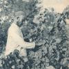 1930 Предпл Туркменистан Виноградарь