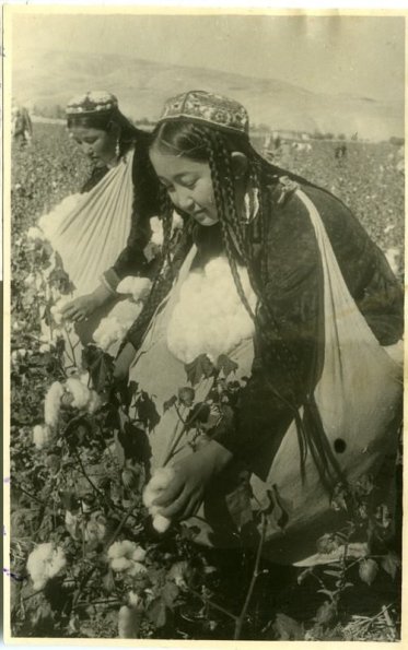 1943 Сбор хлопка в сельхозартели Орто-Азия комсомолками Т. Нуруевой и С. Исабековой