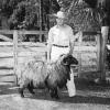 1946 Bill Davis with full grown Karakul Sheep in Irvine Florida 1946