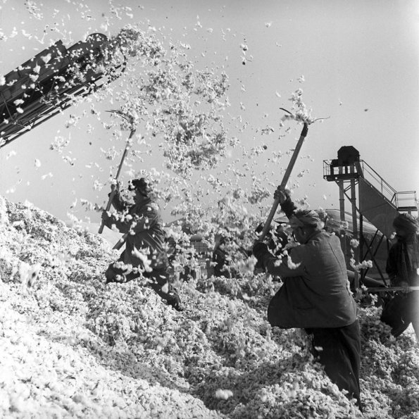 1950 Пахта Пункт 1