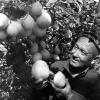 1970 Предпл Узбекистан Колхоз Кзыл Узбекистан Агроном З Фахрутдинов Собирает Лимоны