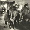 1972 Sheep in Helicopter