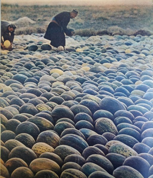 1975 Предпл Узбекистан Дыни