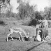 1993 Bukhara Jeyran Nursery