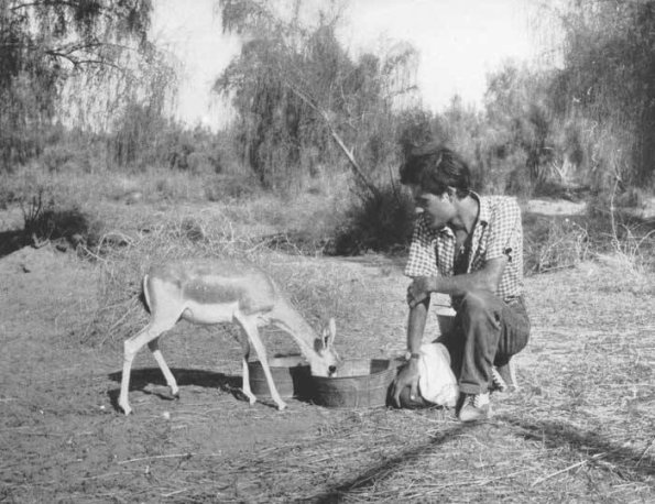 1993 Bukhara Jeyran Nursery