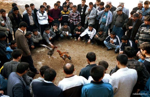 1995 Rooster Fight